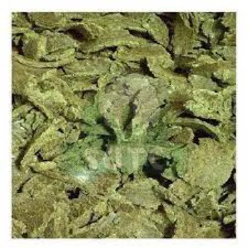  Cotton Seed Oil Cake