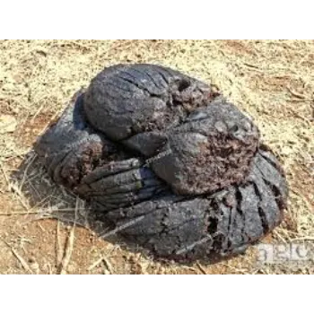  Biofertilizer For Cow Dung
