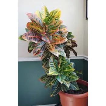 Natural Decorative Plant
