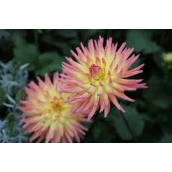 Fresh Cut Flower