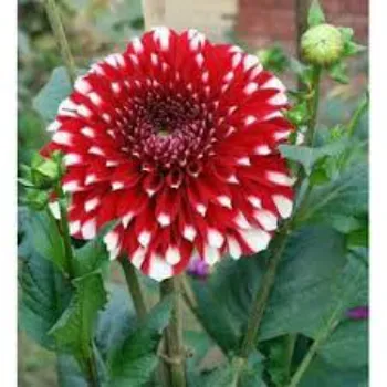 Dahlia Plant