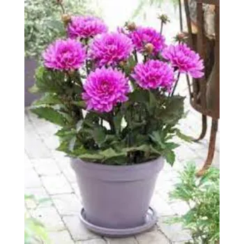Dahlia Plant