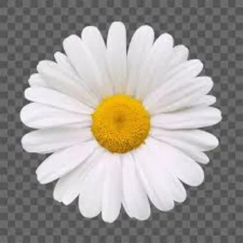 Fresh Daisy Flower