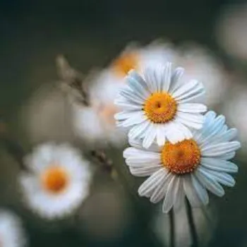 Fresh Daisy Flowers