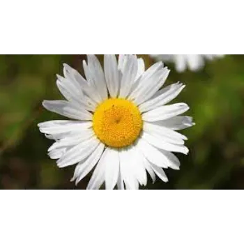 Natural Daisy Flower