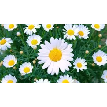 fresh Daisy Flower