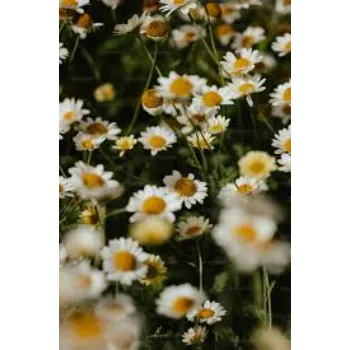 Organic Daisy Flower