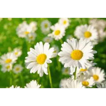Natural Daisy Flower
