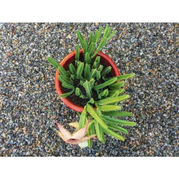  Natural Decorative Plants