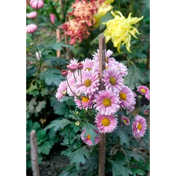 Decorative Plants