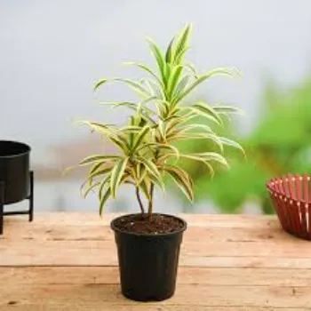 Decorative  Plant