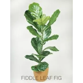 Fresh Decorative Plant