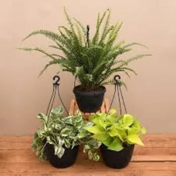 Natural Decorative Plant