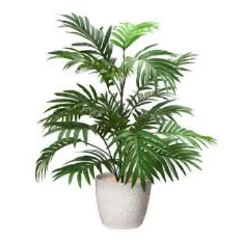 Organic Decorative Plant