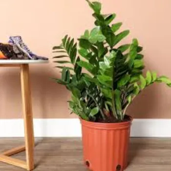 Natural Decorative Plant