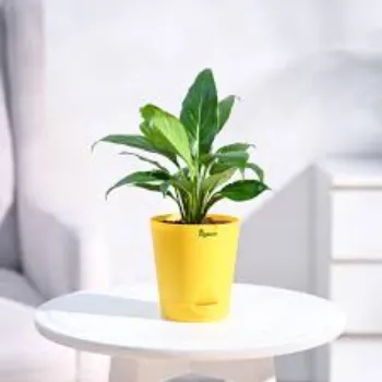Natural Decorative Plant