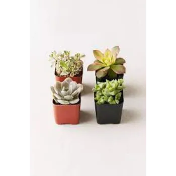 Organic Decorative  Plant