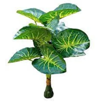 Natural Decorative Plant