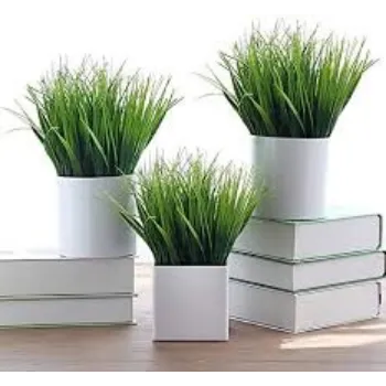 Organic Decorative Plant