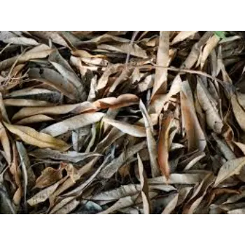 Natural Dried Mango Leaves
