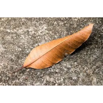 Natural Mango Leaves