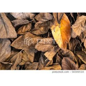Natural Mango Leaves