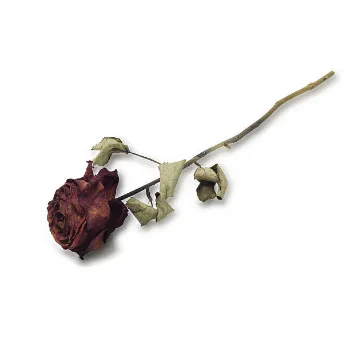 Dry Rose