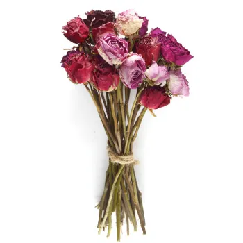 Dry Rose