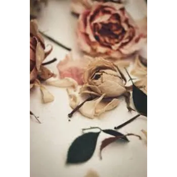 Dry Pink  Rose