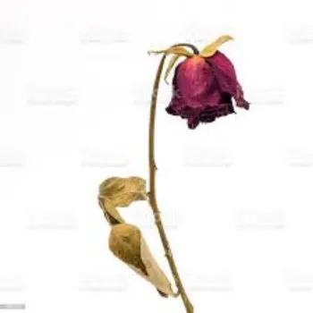 Organic Dry  Rose Flowers
