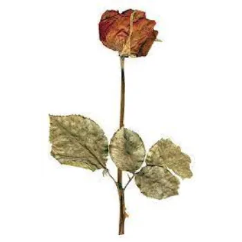 Natural Dried Rose