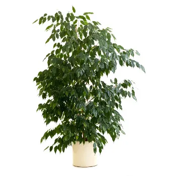 Ficus Benjamina Plant