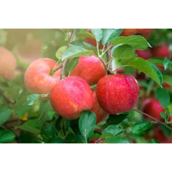 Fresh  Natural Apple