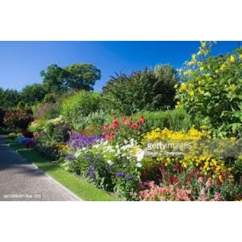 Natural Lavender Flowers
