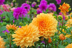 Flower Plant 