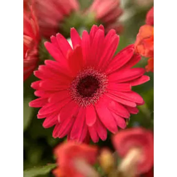 Fresh Gerbera Flowers