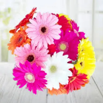 Natural Gerbera Flower