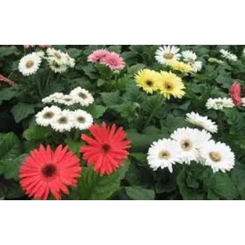 fresh Gebera Flower
