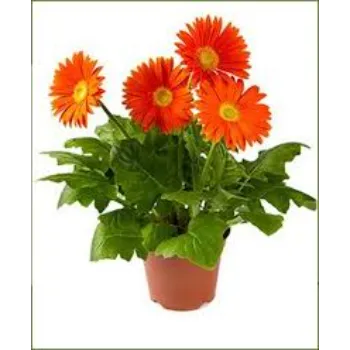 Organic Gebera Flower