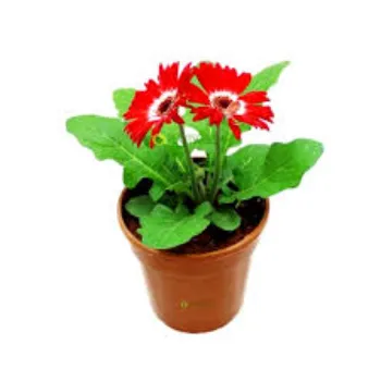 Gerbera Daisy Plant