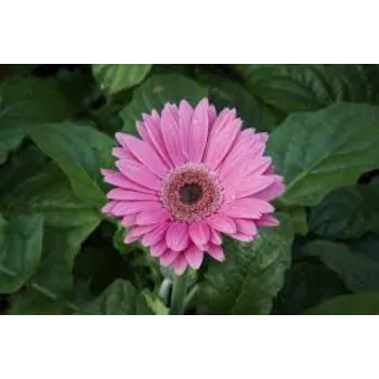 Gerbera Daisy Plant