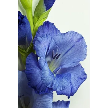Gladiolus Flower