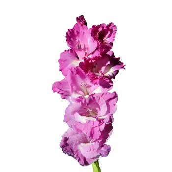 Gladiolus Flower