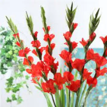 Natural Gladiolus Flowers