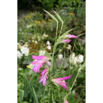 Fresh Gladiolus Flowers