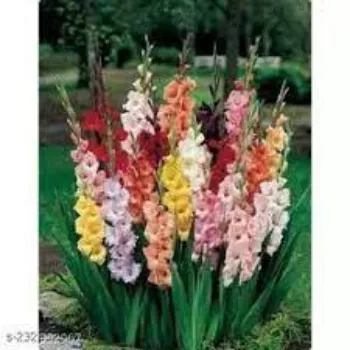 Fresh Gladiolus Flower