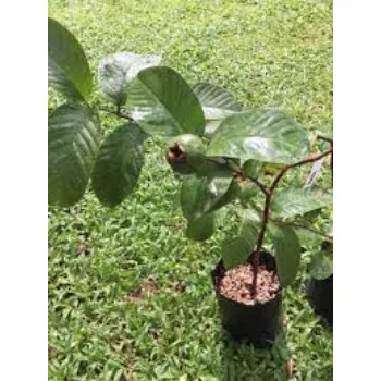 Guava Plant