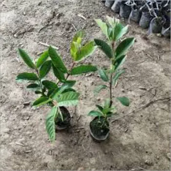Guava Plant