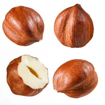 Organic Hazelnut