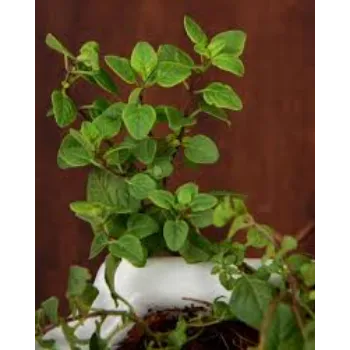 Organic Herbal  Plant